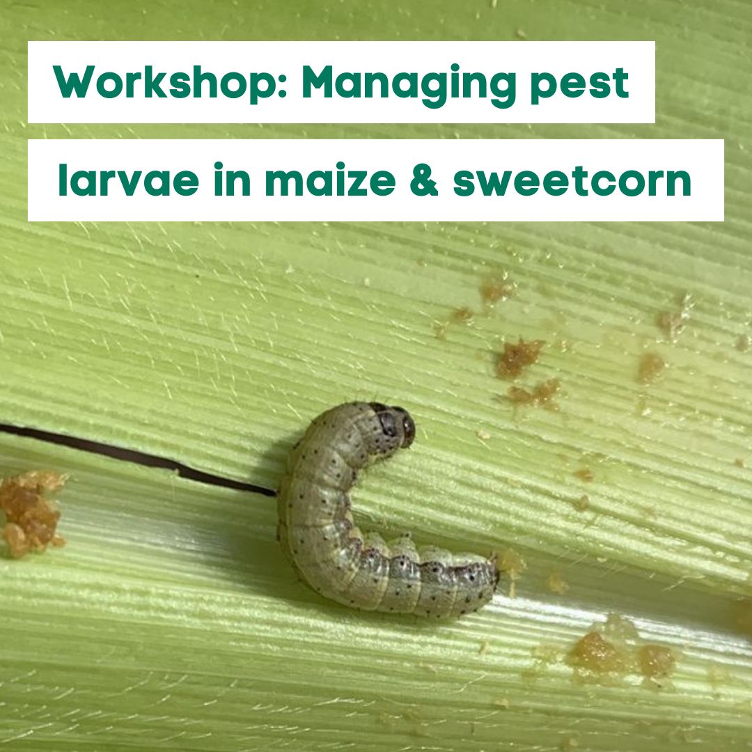 AgBiTechAU's tweet photo. 📣Grower &amp; agro workshops 📣
🌽🐛#AgBiTech Senior Agronomist Iain Sommerlad is bringing his knowledge of #Helicoverpa &amp; #FallArmyworm control down south. Pest dynamics, increasing #Fawligen &amp; #ViVUS efficacy, &amp; application specifics ✅
Interested? Give Iain a buzz 📞 0427355430 https://t.co/m9gAE5YRy8