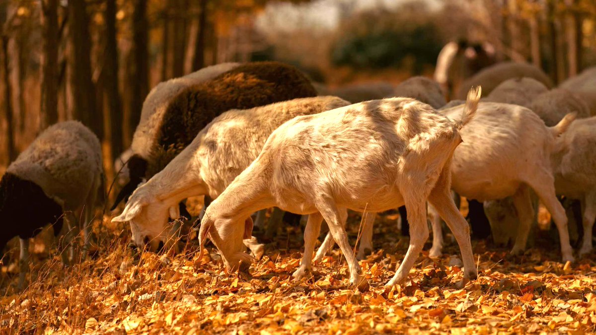 LiaochengD's tweet photo. Upon entering the winter, fallen leaves are everywhere, a sign of the passage of time. In the photos taken by the cameramen, the ancient shoal in #Linqing is a place as beautiful as an oil painting, where sheep are grazing, reeds are in full bloom, and golden ginkgo is dancing. https://t.co/UU5wbSovjC