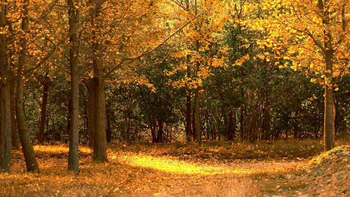 LiaochengD's tweet photo. Upon entering the winter, fallen leaves are everywhere, a sign of the passage of time. In the photos taken by the cameramen, the ancient shoal in #Linqing is a place as beautiful as an oil painting, where sheep are grazing, reeds are in full bloom, and golden ginkgo is dancing. https://t.co/UU5wbSovjC