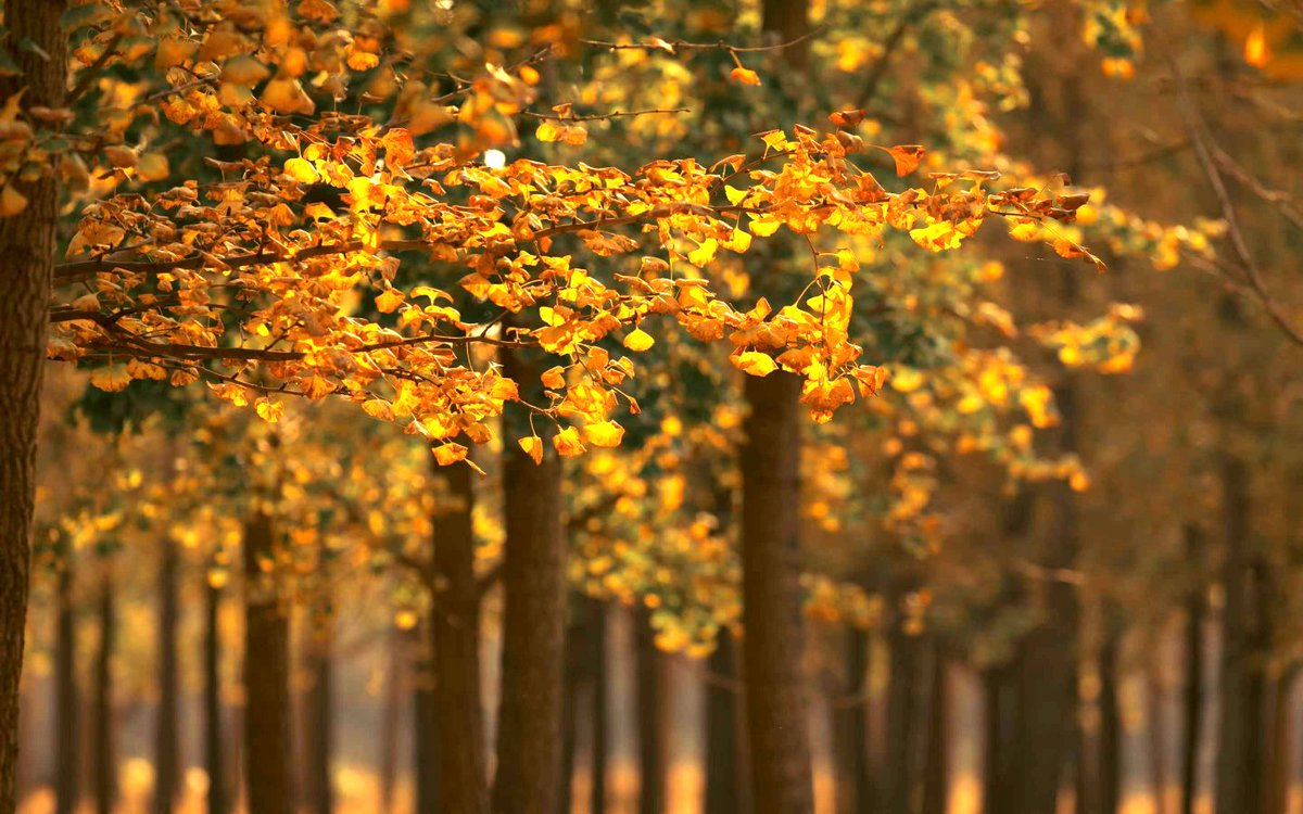 LiaochengD's tweet photo. Upon entering the winter, fallen leaves are everywhere, a sign of the passage of time. In the photos taken by the cameramen, the ancient shoal in #Linqing is a place as beautiful as an oil painting, where sheep are grazing, reeds are in full bloom, and golden ginkgo is dancing. https://t.co/UU5wbSovjC