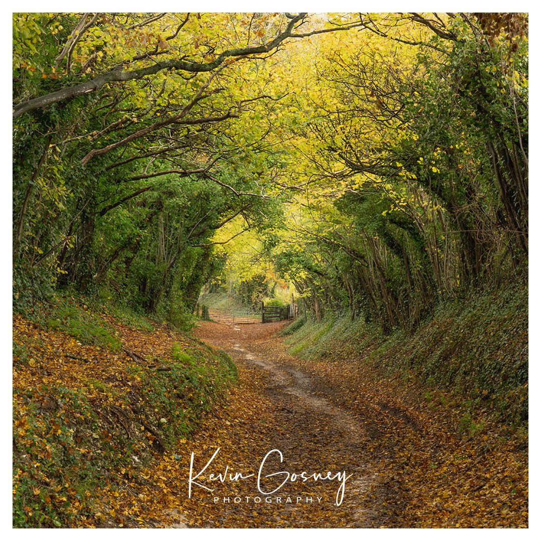 kevgosphoto's tweet photo. Halnaker Tree Tunnel, Chichester, West Sussex 

Been wanting to get back for the autumn colour for some time, this year the colours have been amazing. 

#halnaker #trees #tunnel #autumn #orange #leaves #chichester #westsussex #landscape #photography #amazingplaces #amazingviews https://t.co/3749fjrZd3