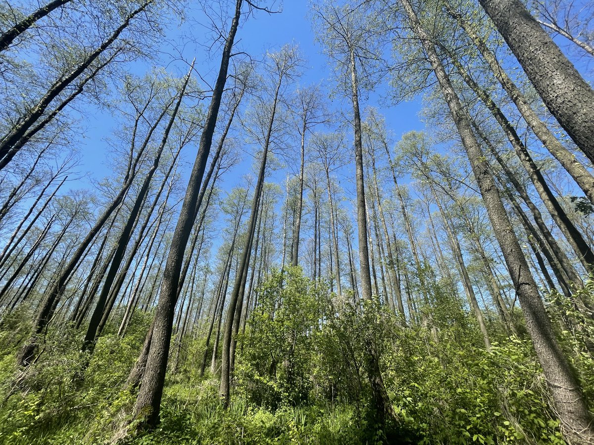 🌲 New Research Alert! 🌲 Our latest article reveals the Occurrence of Phytophthora species in dying black alder in central &amp; northeastern Poland. 📰 Explore the findings in the newest issue of <a href="/SylwanJ/">Sylwan</a> . 🔬
👉 Read more: doi.org/10.26202/sylwa…
 #Phytophthora #ForestProtection🌳