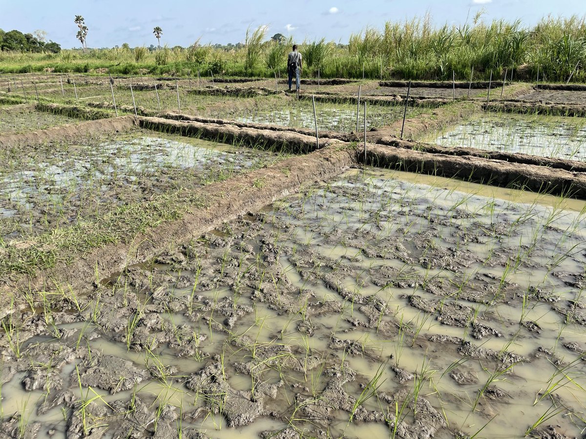 Kallista Chan ᵕ̈ tweet media