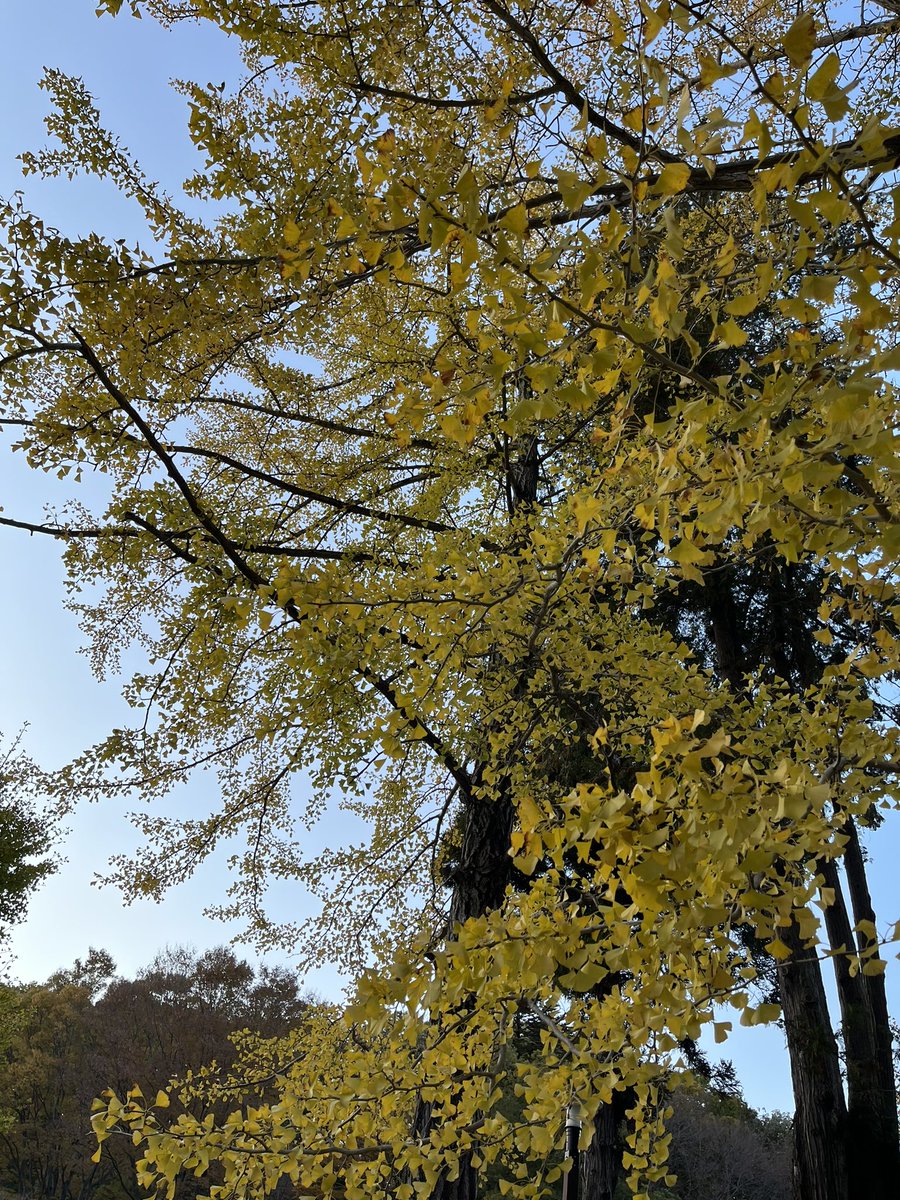 machidaguide's tweet photo. 🍄町田薬師池公園四季彩の杜 秋遊び🍄
11/21夕暮れ時の薬師池 もみじが赤に染まって綺麗です。今年はいつもより遅めなのでいちょうの葉もまだ黄色が残っています。赤と黄色両方の葉🍁の色が楽しめます。

#薬師池公園　#紅葉まつり　#四季彩の杜
#秋遊び　#いちょう　#もみじ　#町田 https://t.co/1Dibfr6dJ0