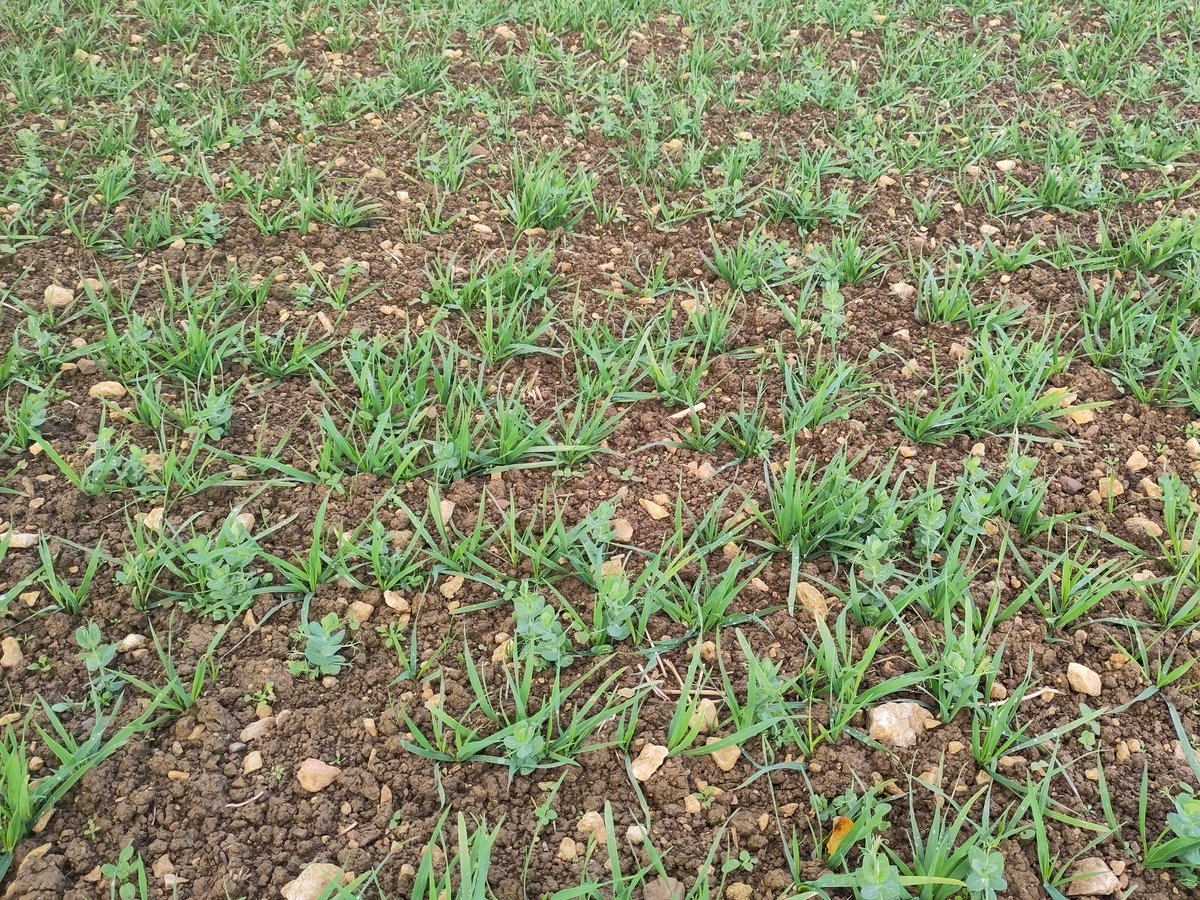 Mascani Oats + Fresnel Winter Pea bicrop, well on the way to Organic whole crop or combining. Cotswold Brash SW Gloucestershire
