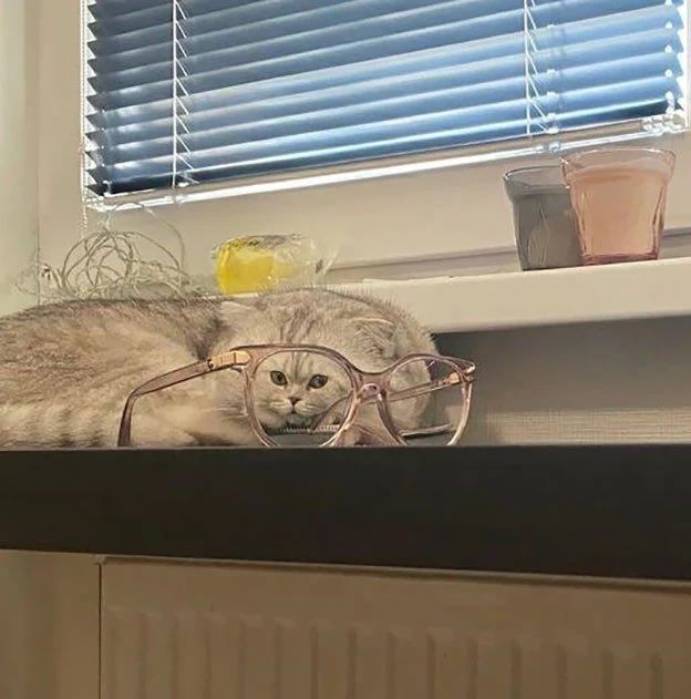 Why you should have a cat (@shouldhavecat) on Twitter photo 