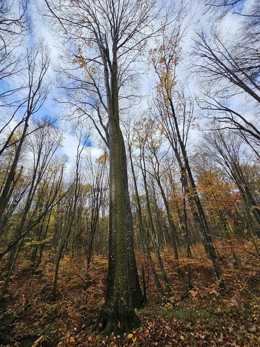RNP_Romsilva's tweet photo. 📷 Audit PEFC la Direcția Silvică Iaşi
📷PEFC Romania completed the audit at Iași Forest Directorate, with a view to international certification for the sustainable management of forests owned by the state
#Forests #Forestry #PEFC #Romsilva #pefccertified #sustentable #Romsilva https://t.co/NJ4cFB6Zod