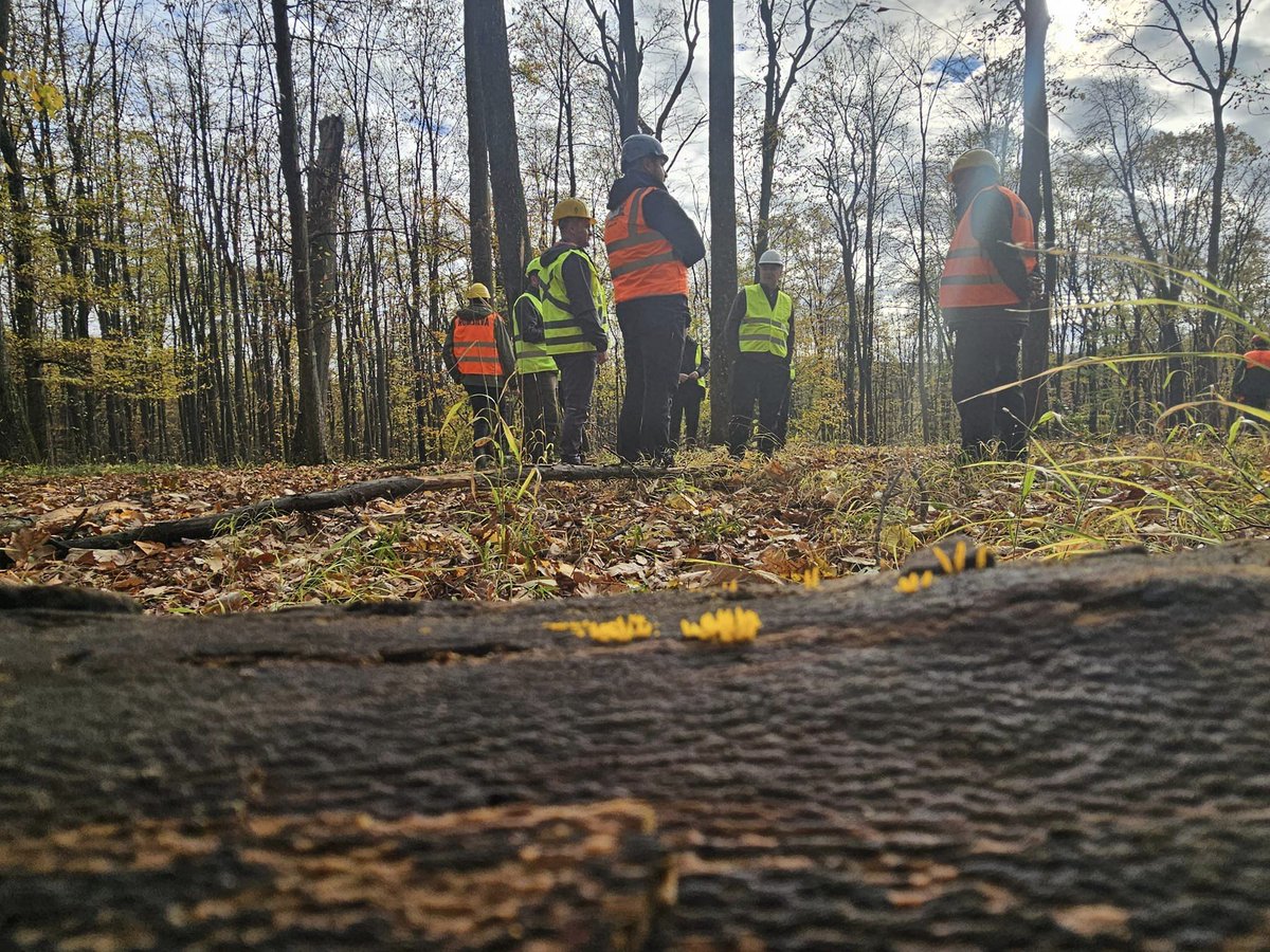 RNP_Romsilva's tweet photo. 📷 Audit PEFC la Direcția Silvică Iaşi
📷PEFC Romania completed the audit at Iași Forest Directorate, with a view to international certification for the sustainable management of forests owned by the state
#Forests #Forestry #PEFC #Romsilva #pefccertified #sustentable #Romsilva https://t.co/NJ4cFB6Zod