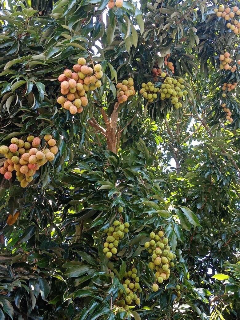 ekari_kar's tweet photo. 200kgs readily available 

Order now 

0993963720 https://t.co/qzb0hcBW11