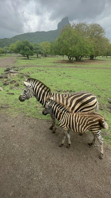 Saw these Zebra in Safari Yesterday in Mauritius. https://t.co/Nu5E8GYRQL<a href="/tag/sexpertcorner"class="tags"><span>#sexpertcorner</span></a>