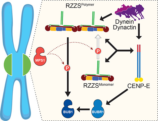 The EMBO Journal (@embojournal) on Twitter photo RZZ-#Spindly complex & #CENPE (kinesin-7) are intimately connected & reciprocally required for their own #kinetochore recruitment, dynein/dynactin localization & expansion of the kinetochore fibrous corona
<a href="/VCmentowski/">Verena Cmentowski</a> et al <a href="/MusacchioLab/">Musacchio Lab</a> @AndreaMusacchi1
embopress.org/doi/full/10.15… RZZ-#Spindly complex & #CENPE (kinesin-7) are intimately connected & reciprocally required for their own #kinetochore recruitment, dynein/dynactin localization & expansion of the kinetochore fibrous corona
<a href="/VCmentowski/">Verena Cmentowski</a> et al <a href="/MusacchioLab/">Musacchio Lab</a> @AndreaMusacchi1
embopress.org/doi/full/10.15…