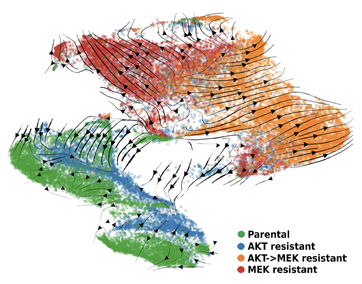 How to you measure temporal cellular dynamics from #singlecell #RNA-seq in an interpretable way? Neural Ordinary Differential Equations marry dynamical systems maths with #MachineLearning. Our new method "neuroVelo" extracts biology from #scRNA data: biorxiv.org/content/10.110…