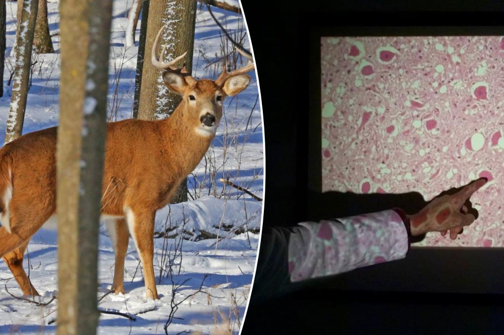 Zombie deer disease spreads: ‘There may also be a risk to people’ trib.al/OU1rI3p