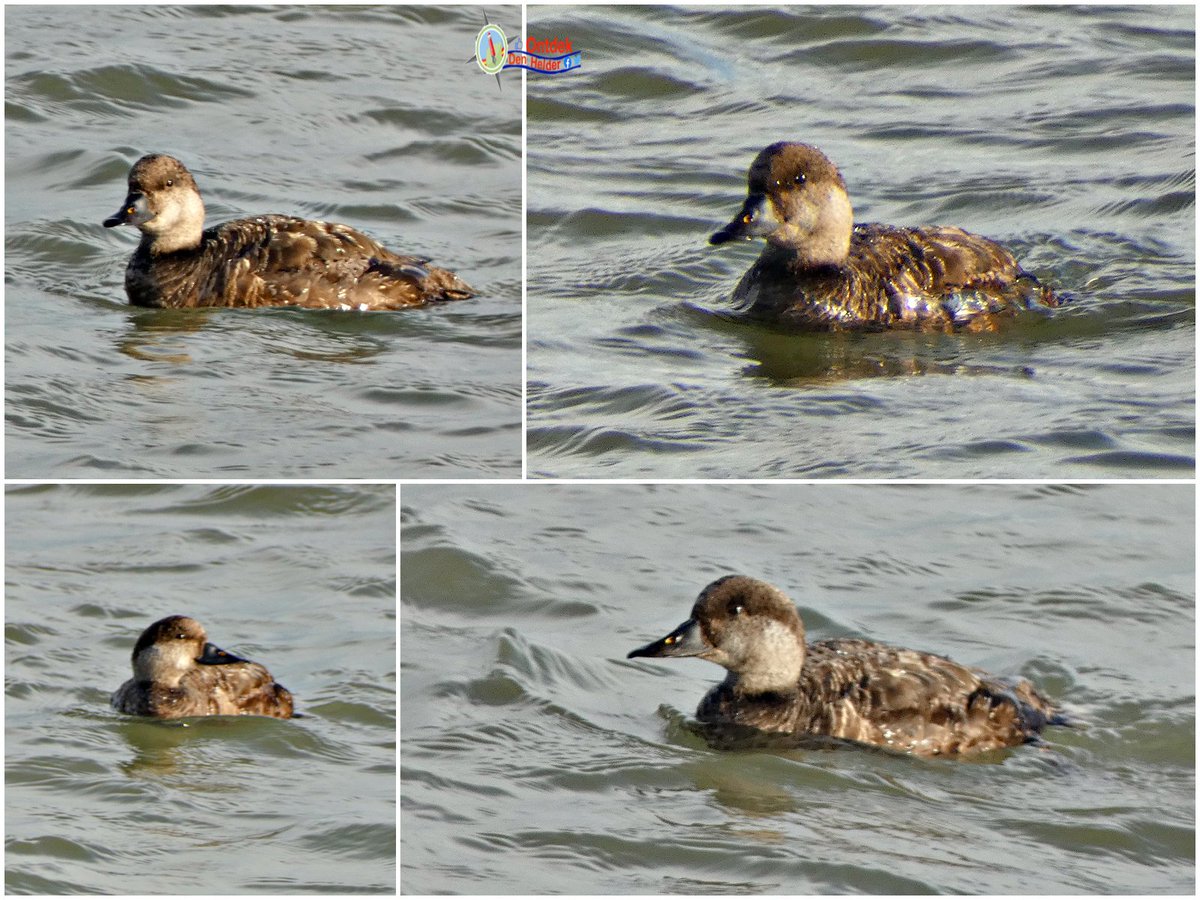 ontdekdenhelder's tweet photo. Het #vrouwtje van de #zwarte_zee_eend is #bruin - #Marsdiep #DenHelder #vogels #eend #Duck #birds #BirdsSeenIn2023 #natuur #nature https://t.co/nzICN21w6E