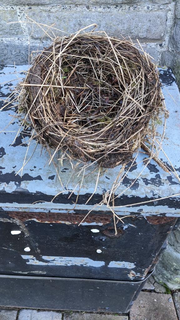 sarah goodey tweet media