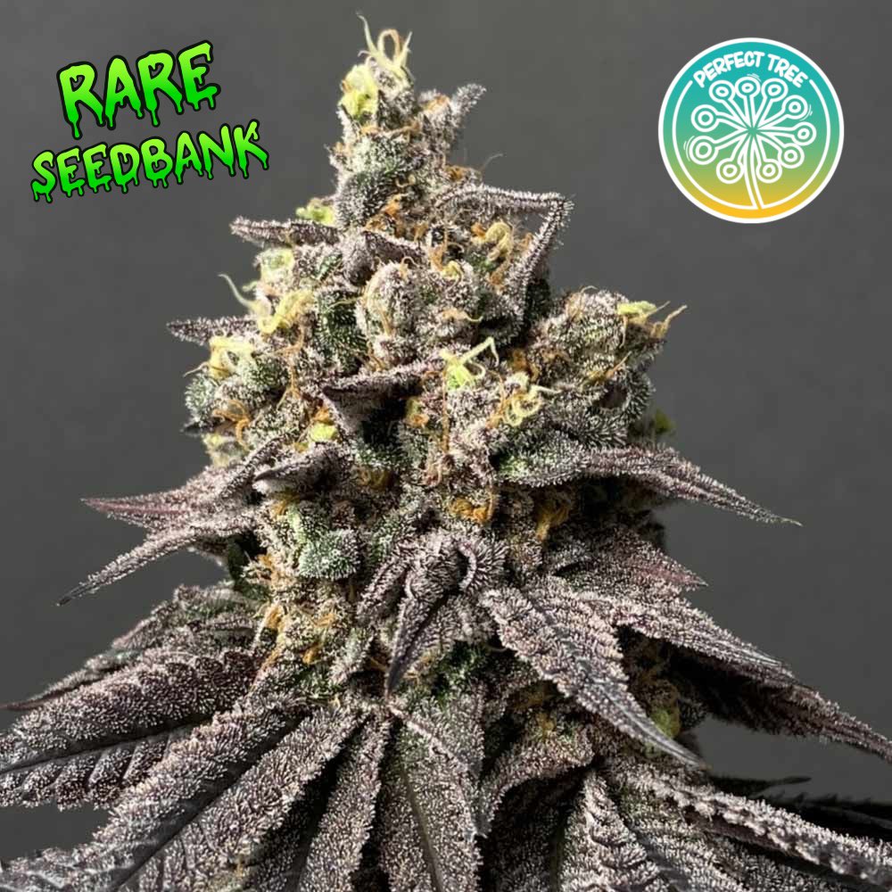Kush Mints x Peach Ozz Feminized Cannabis Seeds by Perfect Tree 🍑 Now available at RareSeedBank!

Experience a Fusion of Excellence: Kush Mints x Peach Ozz Female Weed Seeds by Perfect Tree

Uncover the artistry of genetics with Kush Mints x Peach Ozz by Perfect Tree. A symphony