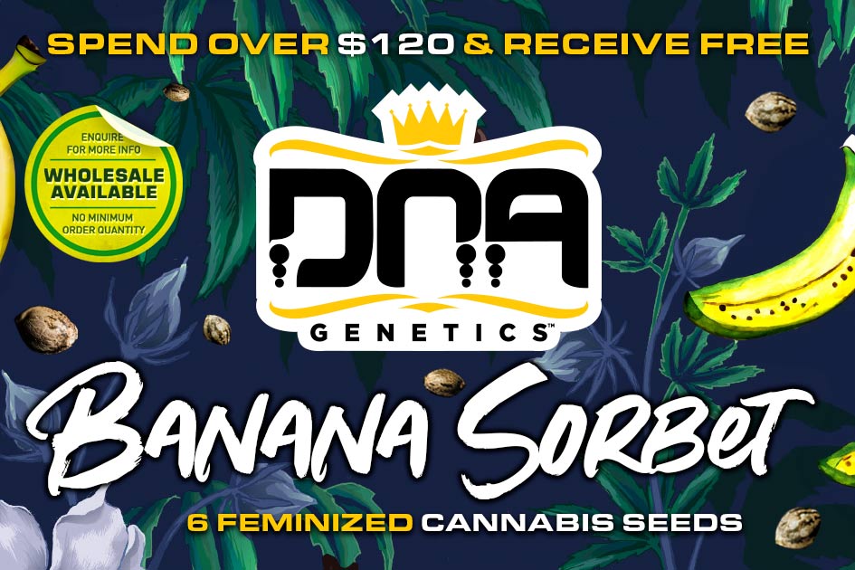 Spend over $120 at dnagenetics.shop and receive 6 Feminized Banana Sorbet cannabis seeds FREE!