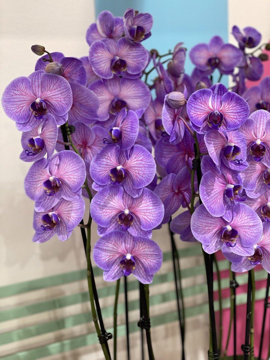 LogicoBv's tweet photo. <3 Purple love VG Colours https://t.co/UTBaNNJbCM