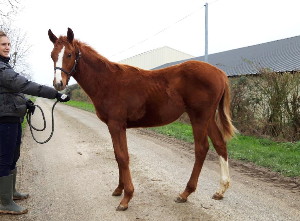 Baby is now a big boy 😍 Happy to see him ready to run ! Fingers crossed and come home safe and sound my boy 🤞