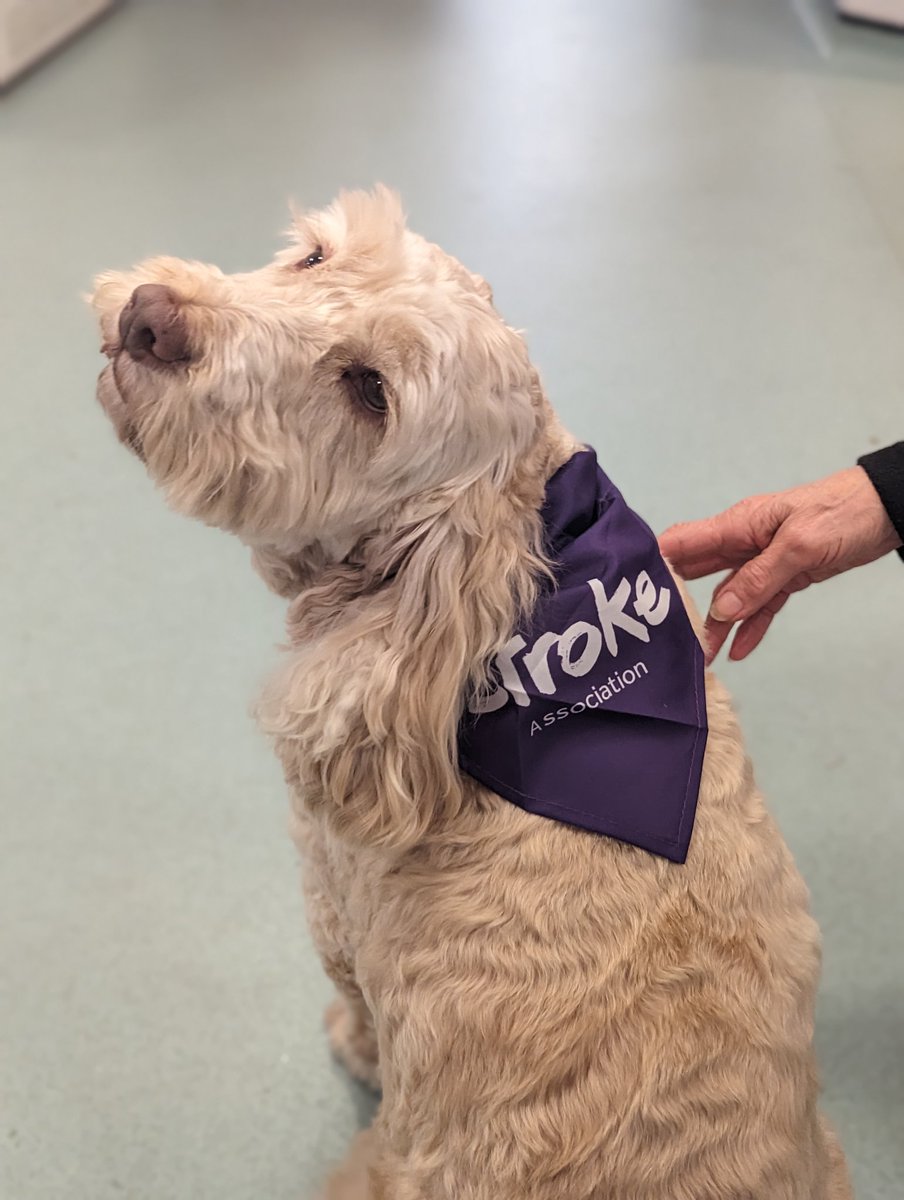 Kizzy our visiting therapy dog wearing her new Stroke Association dog bandana! @TheStrokeAssoc @UHP_NHS @Derrifordjobs #stroke @TherapyDogsUK @DerrifordStroke @DerrifordNurses