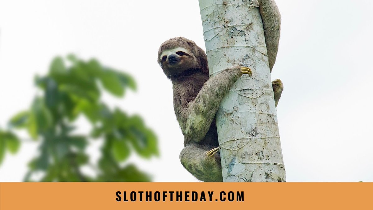 day_sloth's tweet photo. We love sloths, and love to talk about them.
If you would like to learn more about these adorable creatures please visit our website https://t.co/mXqe9I0Gbi
#sloth #slothaddict #lovesloth #slothlover #slothoftheday https://t.co/pPXI8qbgOf