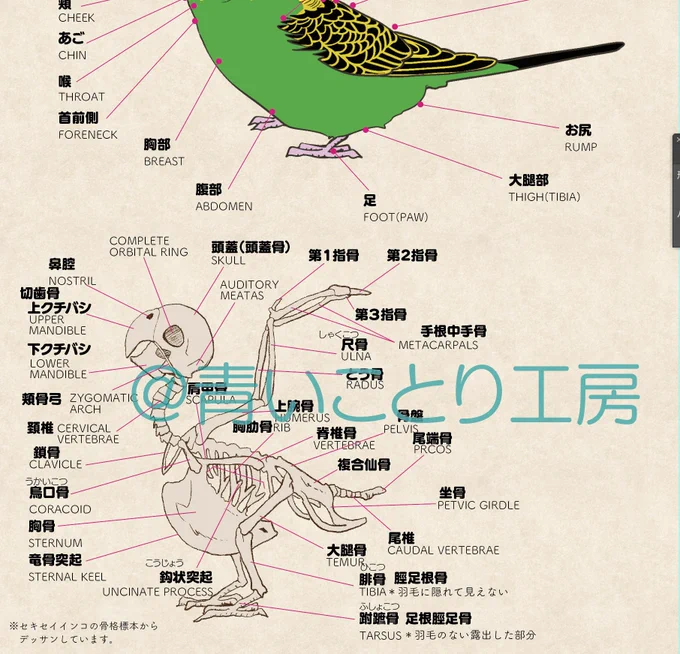 図解‼️
図鑑セキセイインコのクリアファイルセット

文字がどうにか全部入ったので、デザインの調整をしています(*^^*)

流石に骨はラテン語ぽいですね!

骨まで愛して〜💕

いいものにしますのでよろしくお願いします🙇‍♀️ 