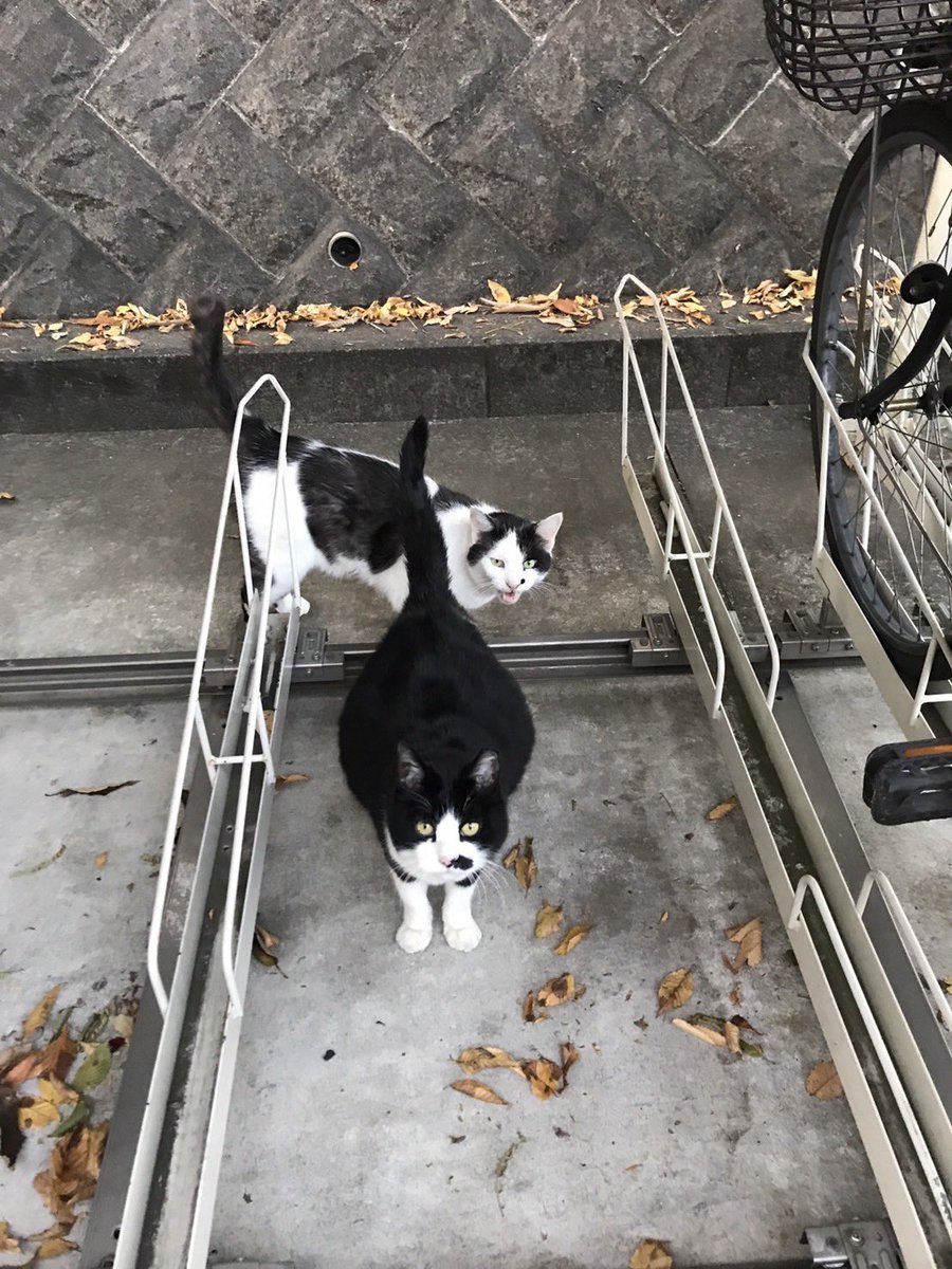 ryusegawa's tweet photo. ペットフードサイト「cocoro」のフードでお世話をしている地域猫たち🐱
https://t.co/WS0gdmfK9n https://t.co/lghmLRt9sG