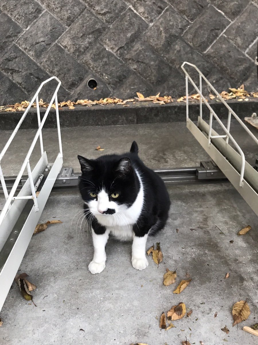 ryusegawa's tweet photo. ペットフードサイト「cocoro」のフードでお世話をしている地域猫たち🐱
https://t.co/WS0gdmfK9n https://t.co/lghmLRt9sG