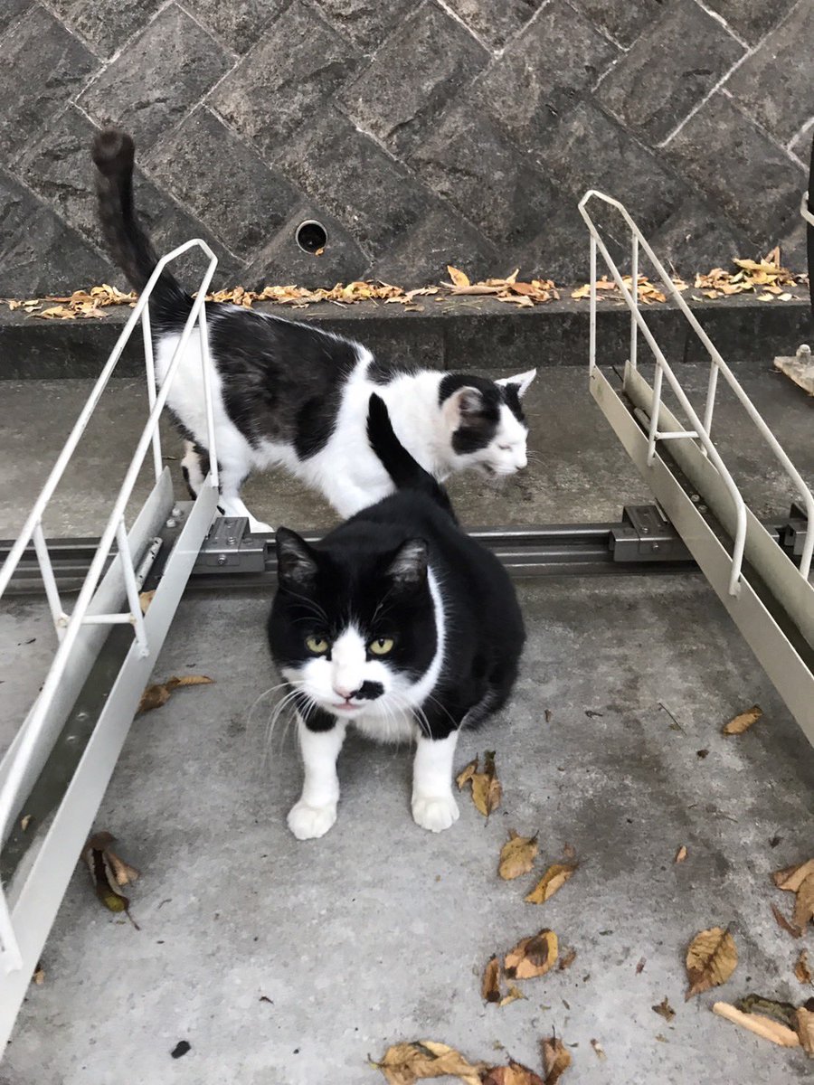ryusegawa's tweet photo. ペットフードサイト「cocoro」のフードでお世話をしている地域猫たち🐱
https://t.co/WS0gdmfK9n https://t.co/lghmLRt9sG