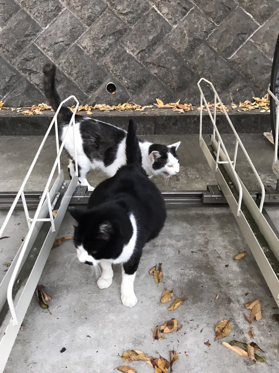 ryusegawa's tweet photo. ペットフードサイト「cocoro」のフードでお世話をしている地域猫たち🐱
https://t.co/WS0gdmfK9n https://t.co/lghmLRt9sG