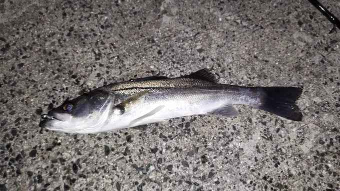 すっ!!  鈴木さん釣れたーーーー!!!! 40㌢位