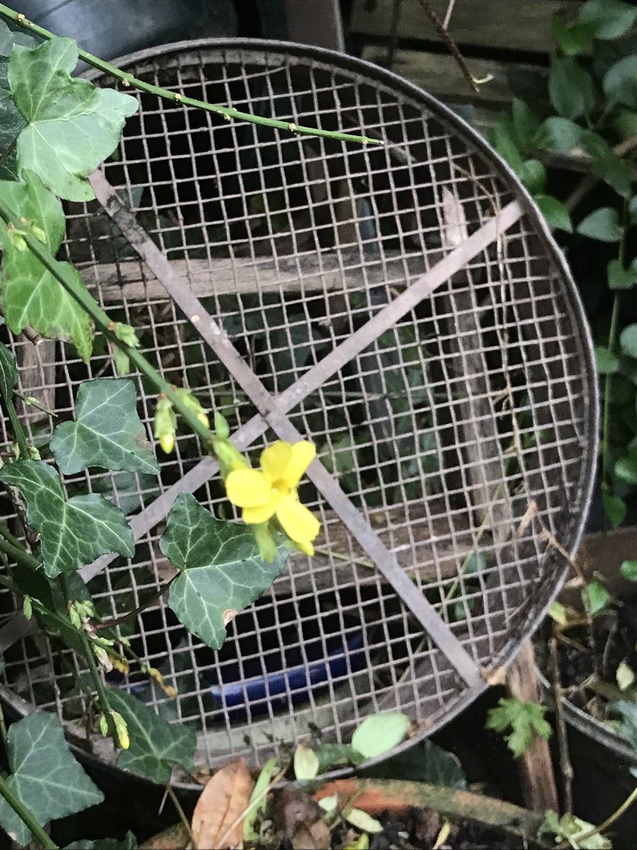 helen21206699's tweet photo. Good morning from #winter #jasmine in front of an old #metal #seive in my little #cottage #garden https://t.co/jNtwMwiDX7