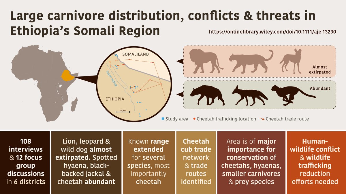 A new study led by Fedlu Abdella with WildCRU co-authors reveals rising #cheetah presence, &amp; declines in #lions &amp; other carnivores in #Ethiopia’s Somali region  outside IUCN range. Ongoing threats &amp; next steps in research &amp; conservation are also outlined.
bit.ly/3QIbxDw