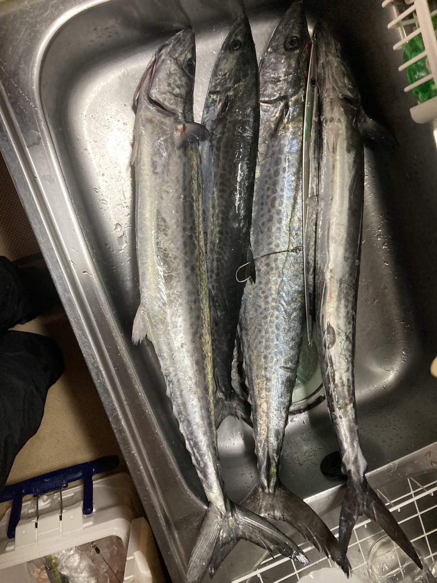 izu_ken's tweet photo. 鳴門ジギング　サワラリベンジ
サワラ3 サゴシ1 ツバス1 https://t.co/O1ePNPyfEB
