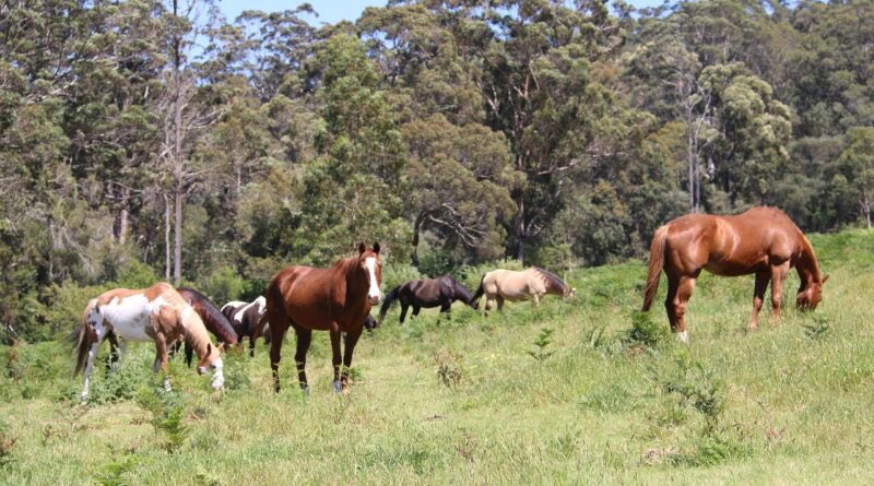 Mio articolo per <a href="/RadioVegit/">RadioVeg.it</a> 😊🌱 “Australia: iniziata la strage di cavalli selvatici” 😠👉  facebook.com/share/HvrdFGPZ…