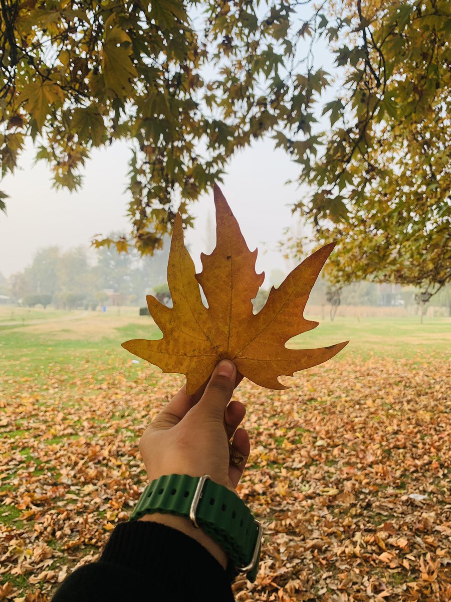 Amreennn0's tweet photo. Kashmir in autumn 🍁🍂 https://t.co/PGoncl1XPg