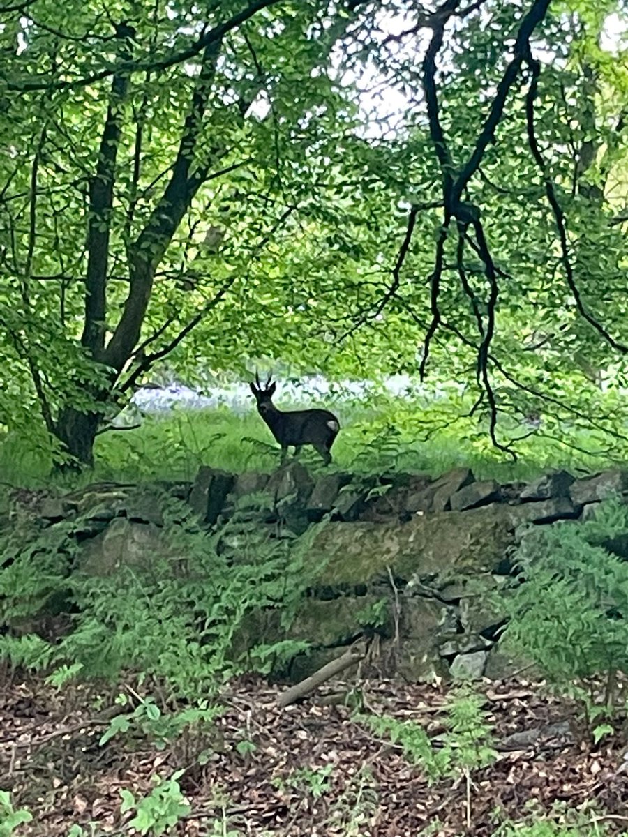 Out checking badger setts when this guy appeared🦡