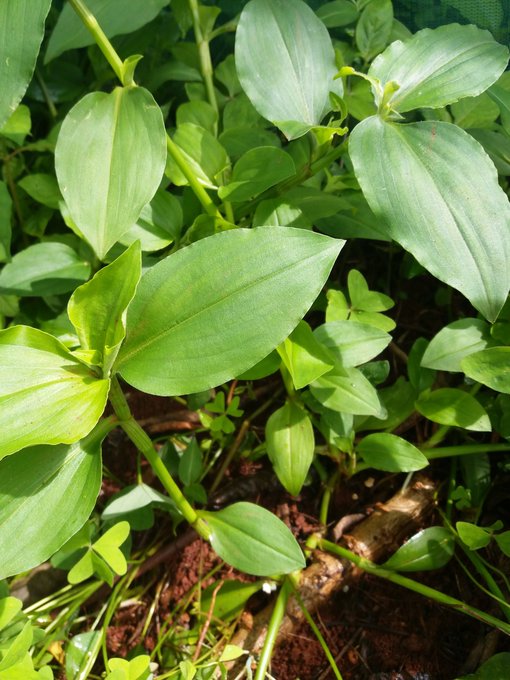 demi_farm's tweet photo. If you are buying land and you spot this weed, buy that land very fast. That land is damn fertile. 

And if its your farm, you got a fertile land good for farming. https://t.co/tfFPKoFY6a