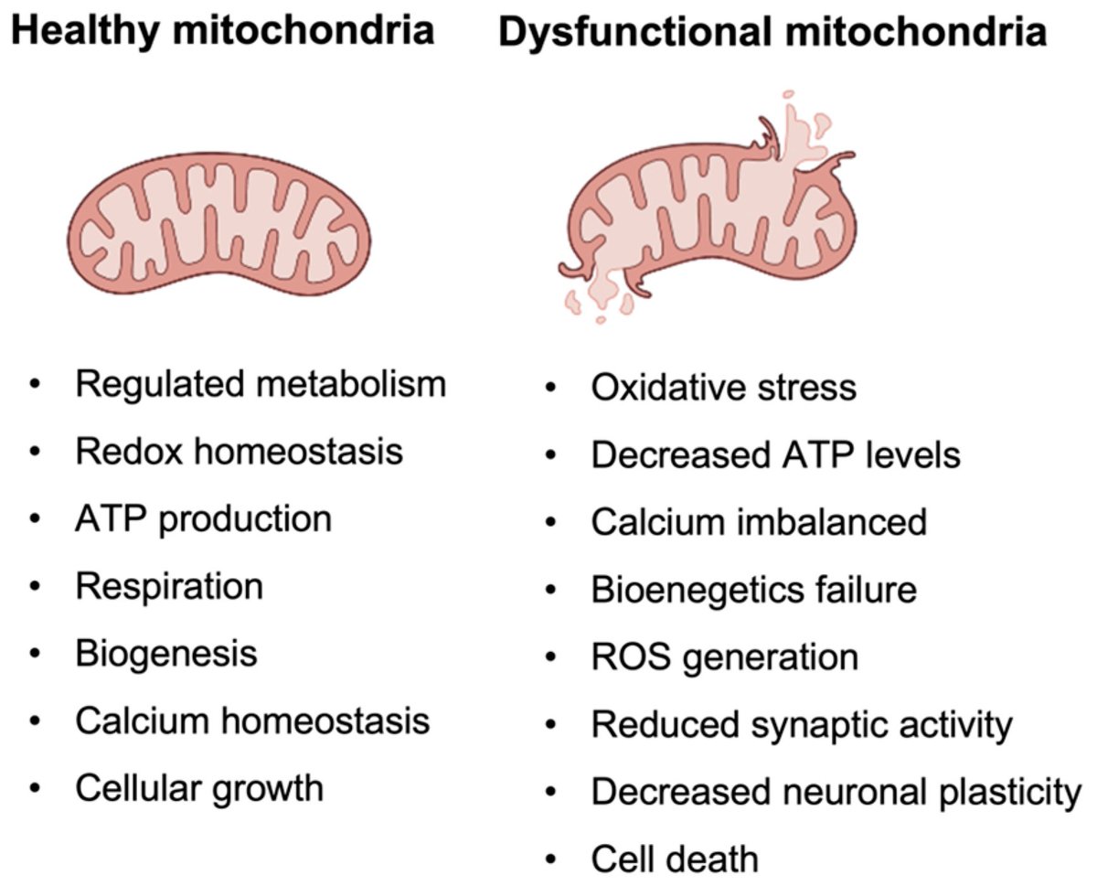 Potential causes and consequences of mitochondrial dysfunction ...