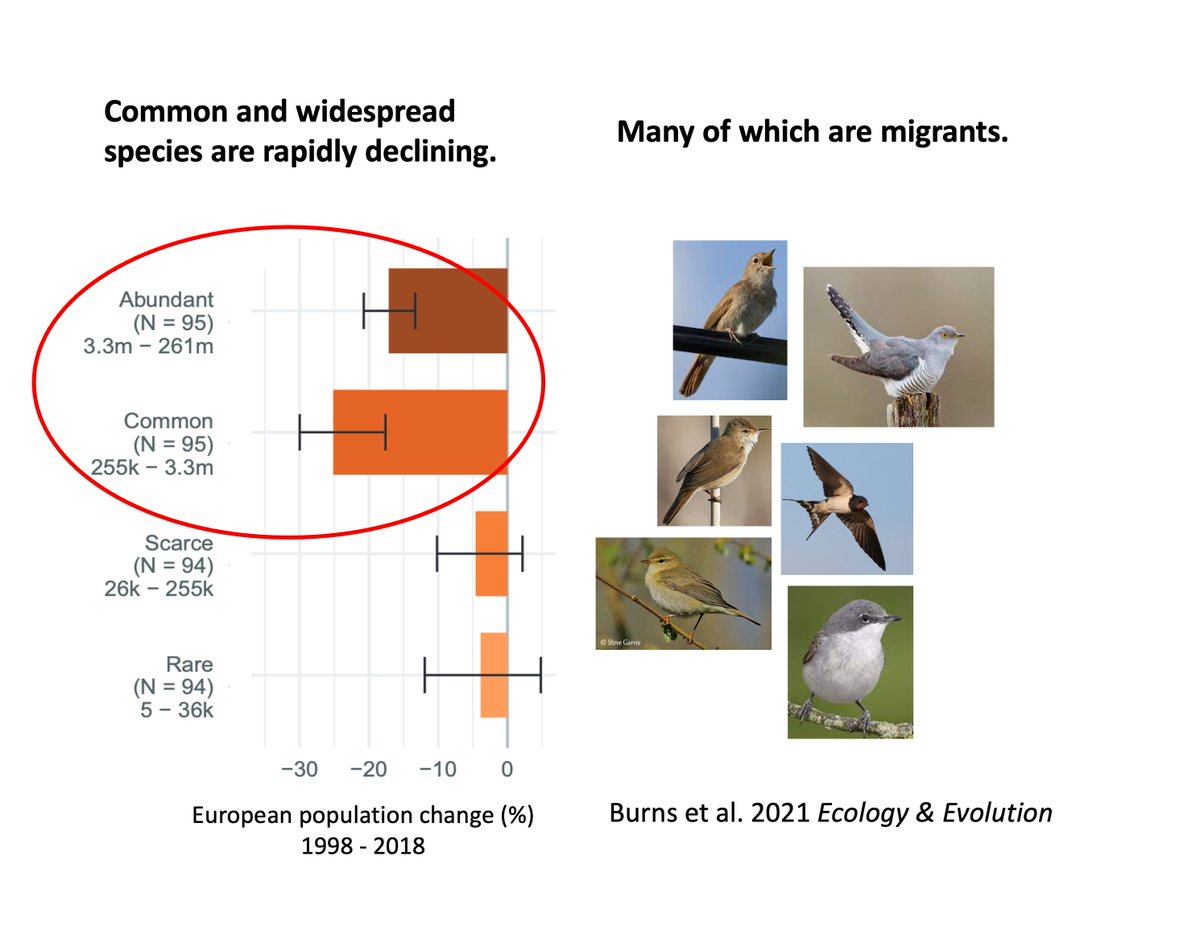 1/6 #BOUsci23 #SESH1 Since the 1980s, declines in European bird populations have been greatest in common and abundant species; many of which are migrants. Here we present a framework to help target conservation actions for these declining populations.