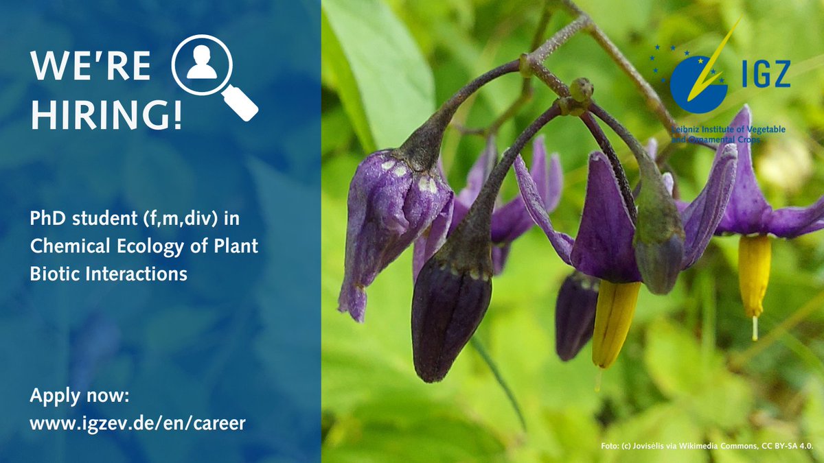You hold a Master's degree in Biology/Plant Sciences with a focus on #ChemicalEcology &amp; have experience with insects, GC-/LC-MS and molecular genetic methods? Then apply for the PhD position in @vanDamIGZ at #IGZ:
👉igzev.de/en/career/jobs…