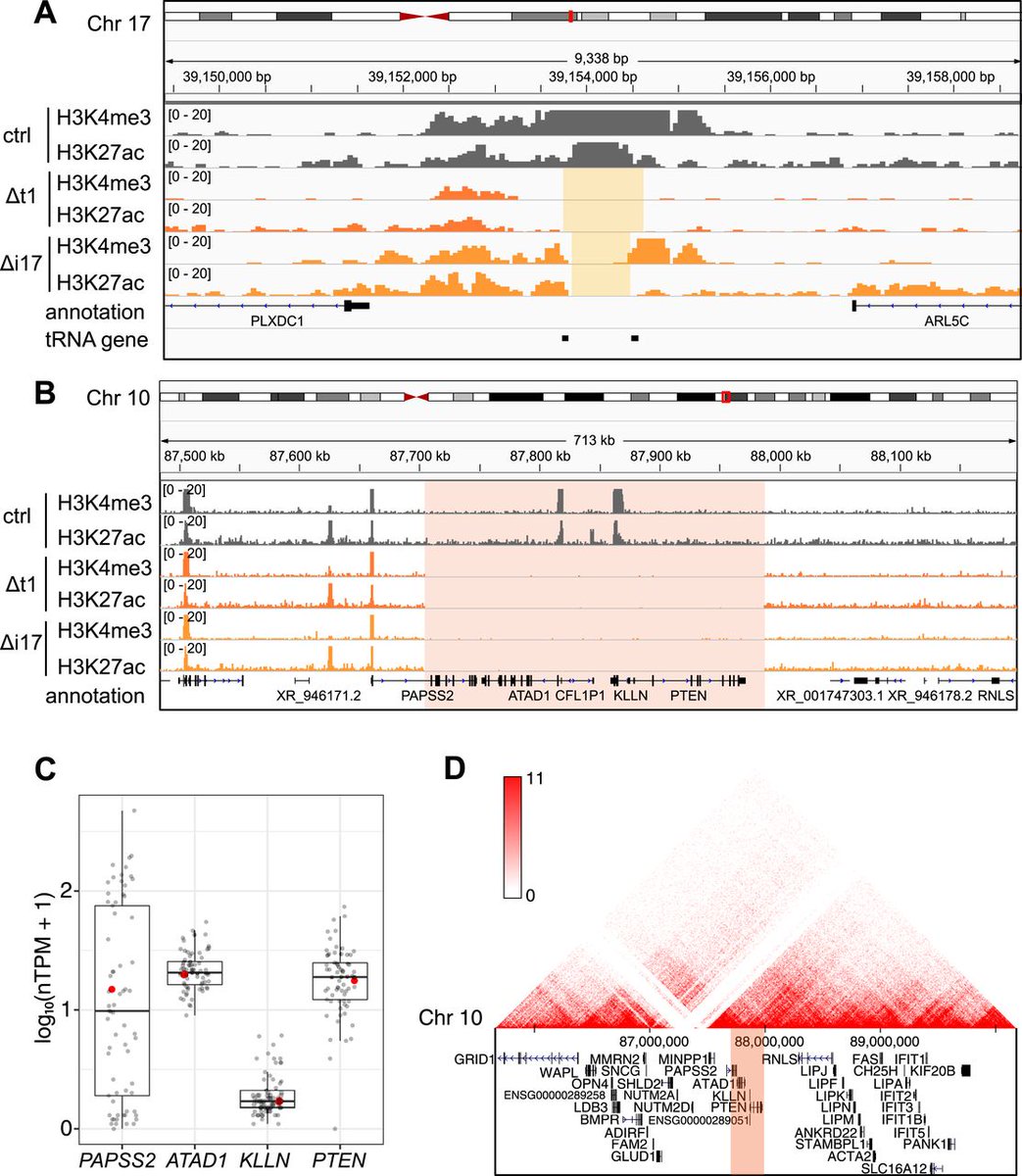 Work by <a href="/keyi_G/">Keyi</a> <a href="/ClaudiaKutter/">Claudia Kutter</a> <a href="/karolinskainst/">Karolinska Institutet</a> <a href="/scilifelab/">SciLifeLab</a> reveals genome fragility causing 10q23.31 deletion, incl. PTEN, in HAP1 cells, changing profiles resembling those of cancer patients. Stress elevates frequencies, affecting cell readouts bit.ly/3utYDSk