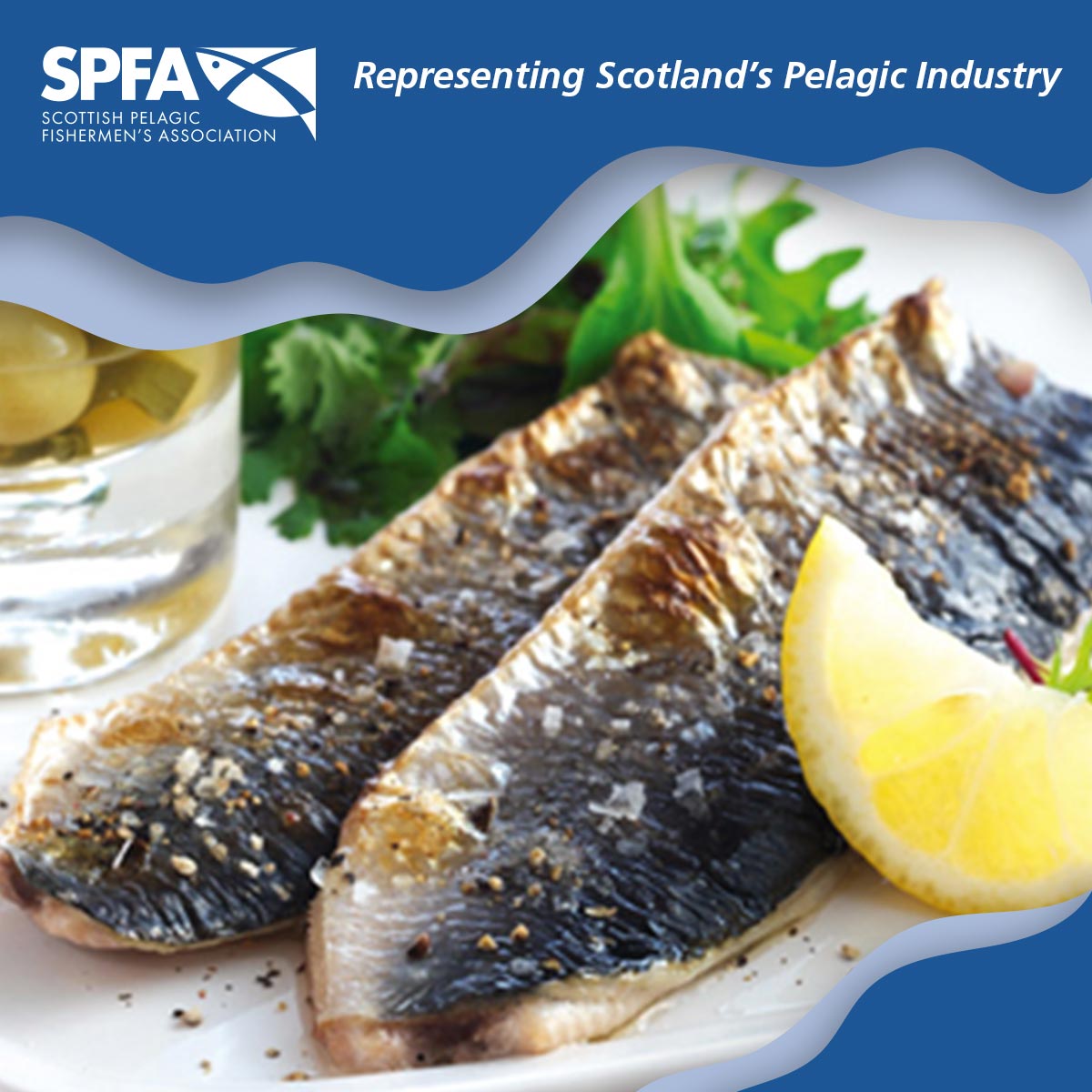 Mackerel and herring are great sources of Vitamin D and health experts recommend that we should be eating two portions of fish a week, one of which should be an oil-rich, such as mackerel or herring.

scottishpelagic.co.uk

#mackerel #herring
