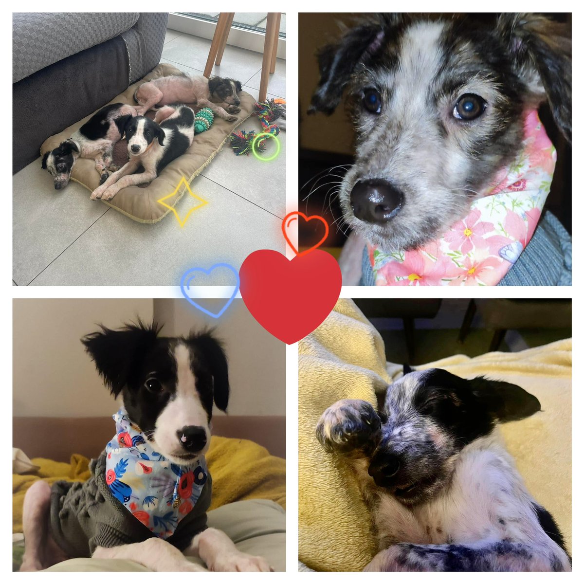 MADRADogRescue's tweet photo. Our 4 Lurcher X  puppies found abandoned in a bucket are recovering well and gaining weight

They’ll be available to adopt in a few wks

If you’re thinking of adopting a pup and are home during the day, please consider a #rescuepup and save a life 💙

Please share    1/2 https://t.co/7JouQUOb7T