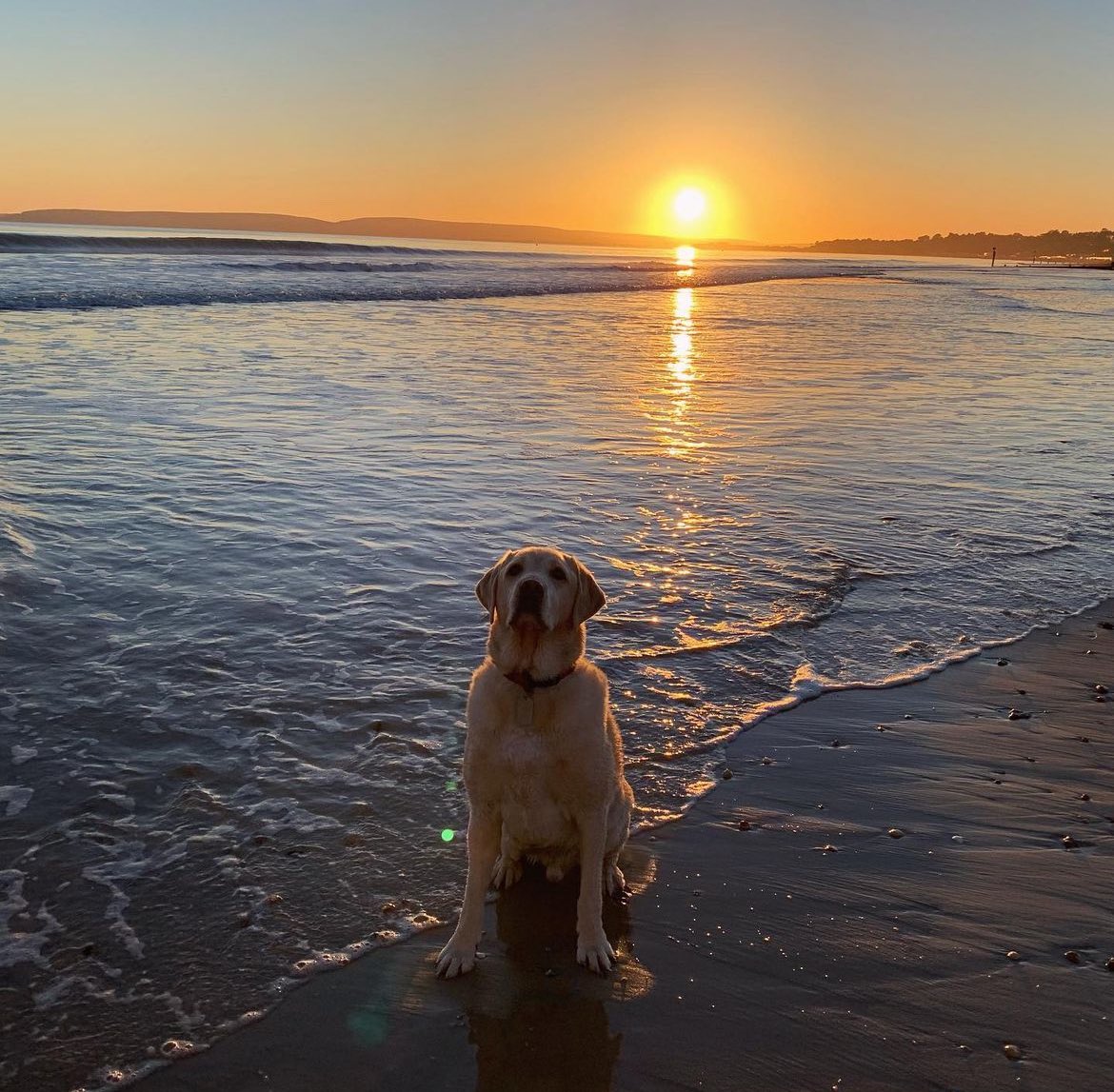 KSawyer03's tweet photo. Sleep tight Paolo 💕 It’s hard to describe the impact a dog can have on your life, he really was so special. 

If we ever had a meeting together it’s highly likely that he would’ve been asleep at my feet snoring away! https://t.co/YZ0RMO2p2j