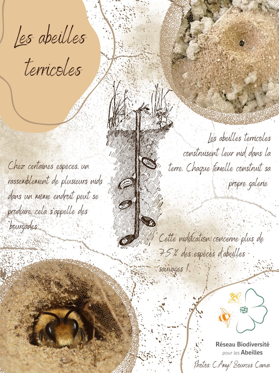 RBAbuzz's tweet photo. Découvrons ensemble les différents modes de nidification chez les abeilles sauvages 🐝
N°1 Les abeilles terricoles
#abeillessauvages #nidification #terricole https://t.co/L1XdyEtdJF
