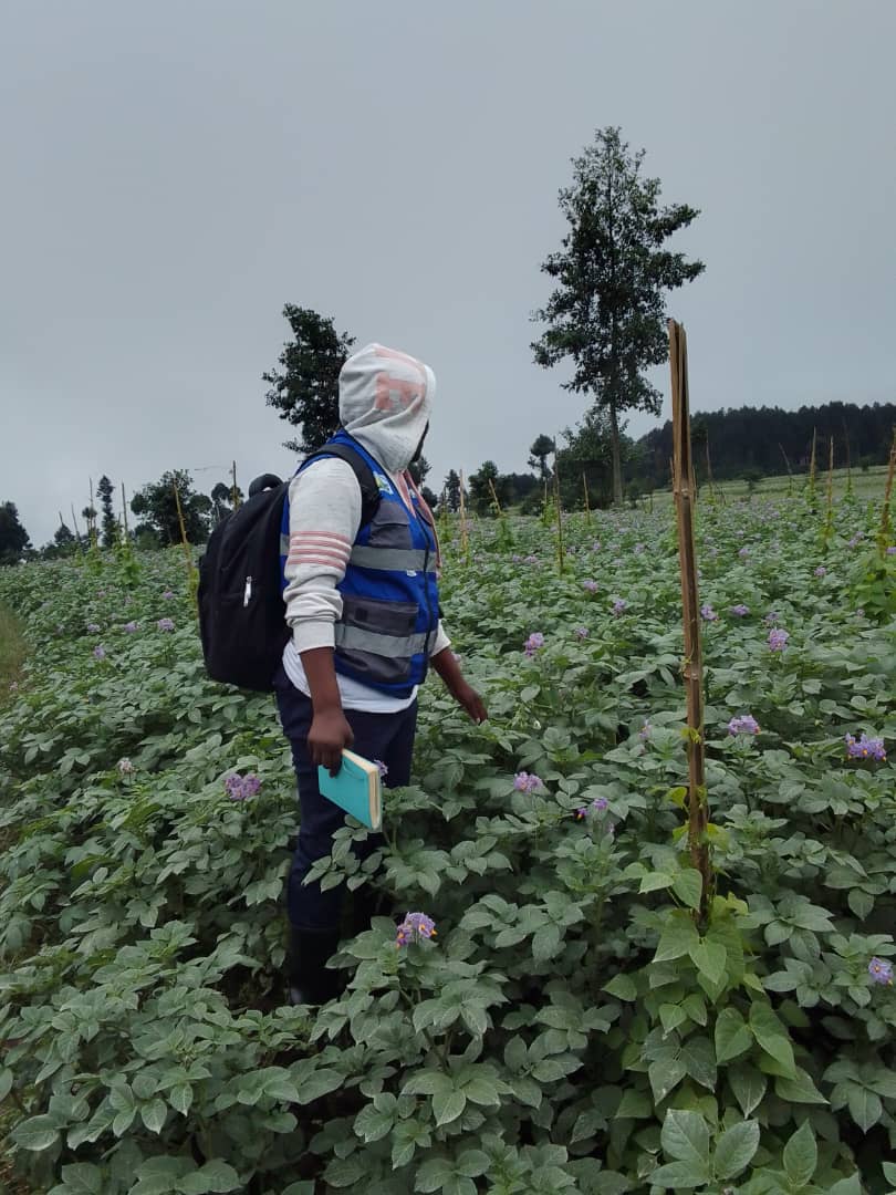 spf_ikigega's tweet photo. Today, @spf_ikigega visited various cooperatives #KOAIKARU,#KIMIRIJI,#KOAIGAMU working in the @NyabihuDistrict,@Mukamirasector to talk about potato farming encouraging them to grow good quality potato seeds that are provided by @spf_ikigega , and build good potato seed storage. https://t.co/ceZ7OOmyhv