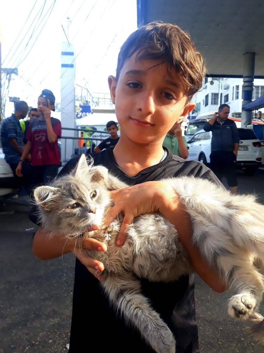 Al__Quraan's tweet photo. Palestinians and their everlasting love for their cats 🇵🇸🥺❤️ https://t.co/9GA13Vy9Gd