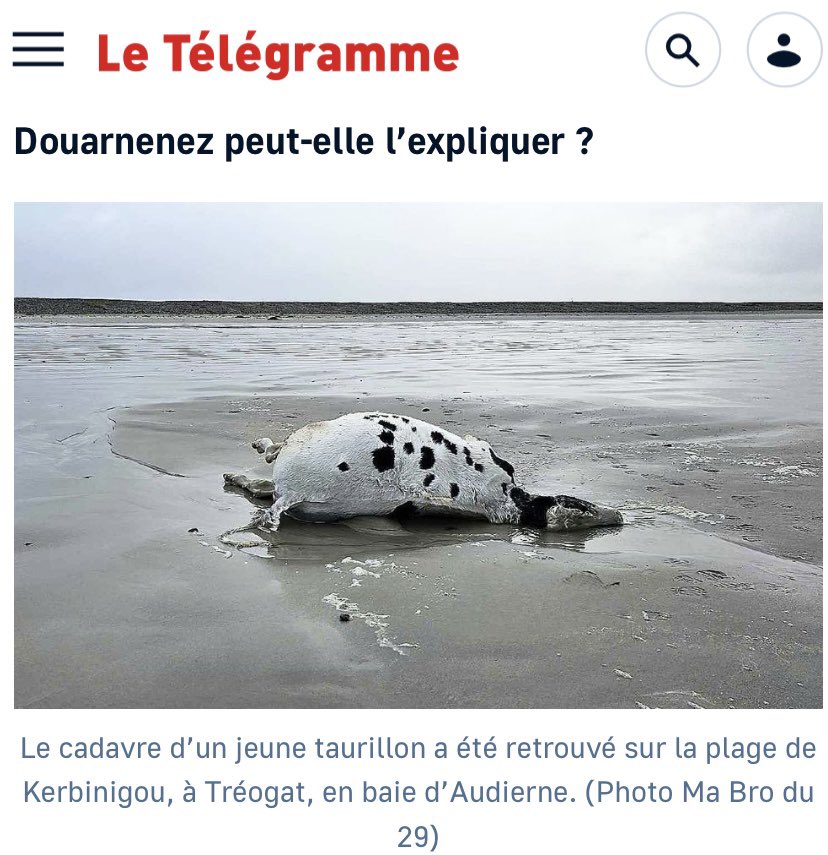 joanburgess1's tweet photo. The Sarah M set sail last week. 2000 young bulls en route to Libya. This is one of them washed up on the beach in France ear tags removed to prevent identification. Young animals. Ireland’s shame. No vet , no accountability. @BrianLeddin @McConalogue #BanLiveExport https://t.co/NWKarMrfpH
