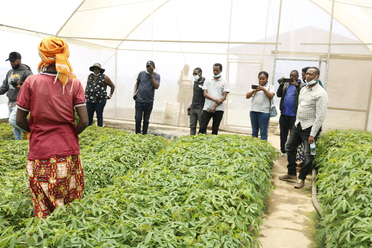 INGABOSYNDICAT1's tweet photo. #ScreenHouse, uburyo bwiza bwo gutuburiramo imbuto y'#imyumbati.@RwandaAgri ,@RwandaAgriBoard ,@AgriterraRwanda ,@FO4ACP https://t.co/or5gyftFhr
